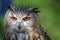 Superb close up of European Eagle Owl