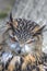 Superb close up of European Eagle Owl