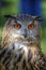 Superb close up of European Eagle Owl