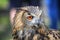 Superb close up of European Eagle Owl