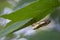 Superb Dog-Day Cicada Perched On Leaf