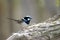 Superb Fairy-wren