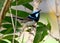 Superb fairy wren