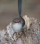 Superb Fairy Wren