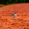 Superb fairy wren bird and red Australian soil