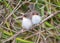 Superb fairy wren chicks