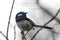 Superb Fairy-wren (Malurus cyaneus)