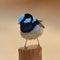 Superb Fairy-wren - Splendid Fairy Wren