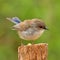 Superb Fairy-wren - Splendid Fairy Wren