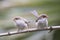 Superb Fairy Wrens