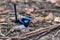 Superb Fairywren