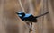 Superb fairywren calling chirping with copy space