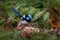 Superb Fairywren - Malurus cyaneus - passerine bird in the Australasian wren family, Maluridae, and is common and familiar across