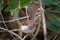 Superb Fairywren - Malurus cyaneus - passerine bird in the Australasian wren family, Maluridae, and is common and familiar across