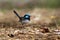 Superb Fairywren - Malurus cyaneus - passerine bird in the Australasian wren family, Maluridae, and is common and familiar across