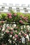 Superb flowering of a \\\'Pierre de Ronsard\\\' rose on a gate