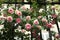 Superb flowering of a \\\'Pierre de Ronsard\\\' rose on a gate