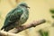 Superb fruit dove