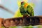 A superb fruit dove Ptilinopus superbus, also known as the purple-crowned fruit dove sitting on a stone. Extremely colorful dove