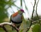 Superb Fruit Dove Ptilinopus superbus perched on branch