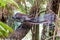 A superb lyrebird, Menura novaehollandiae, Victoria, Australia, perched on a tree fern. This is an adult male side view