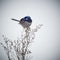 Superb Male Fairy Wren