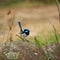 Superb Male Fairy Wren