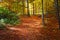 Superb mountain forest at autumn. Path trough rusty yellow leaves.