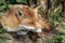 Superb natural close up of red fox