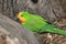 Superb parrot