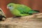 Superb parrot