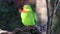 The superb parrot Polytelis swainsonii