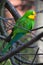 Superb parrot (Polytelis swainsonii).