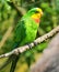 A Superb Parrot (Polytelis swainsonii), also known as Barraband\'