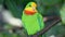 Superb parrot Polytelis swainsonii, also known as Barraband`s parrot, Barraband`s parakeet, or green leek parrot