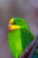 The superb parrot Polytelis swainsonii, also known as Barraband`s parrot, Barraband`s parakeet, or green leek parrot, portrait