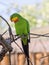 Superb parrot, Polytelis swainsonii, is a beautifully colored parrot