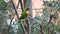 Superb parrot sitting on a brunch of a tree.