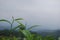 Superb scene of nature. Tea leaf with background.