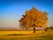 Superb solitary yellow tree on a meadow with beautiful blue sky background