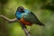 Superb Starling