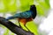 Superb Starling