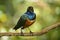 Superb Starling