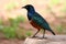 Superb starling