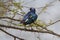 Superb starling