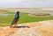 Superb Starling with African landscape