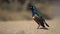 Superb Starling Bird on Dusty Path in Tanzania National Park, Africa. Close Up