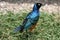 Superb Starling Bird in Serengeti, Africa