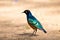 Superb starling birds. Serengeti National Park, Tanzania, Africa