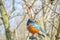 Superb Starling Blue and Red Orange African Bird Face-On Portrait